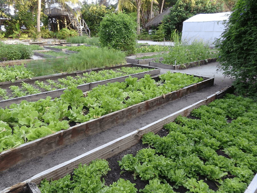 ギリランカンフシ　菜園