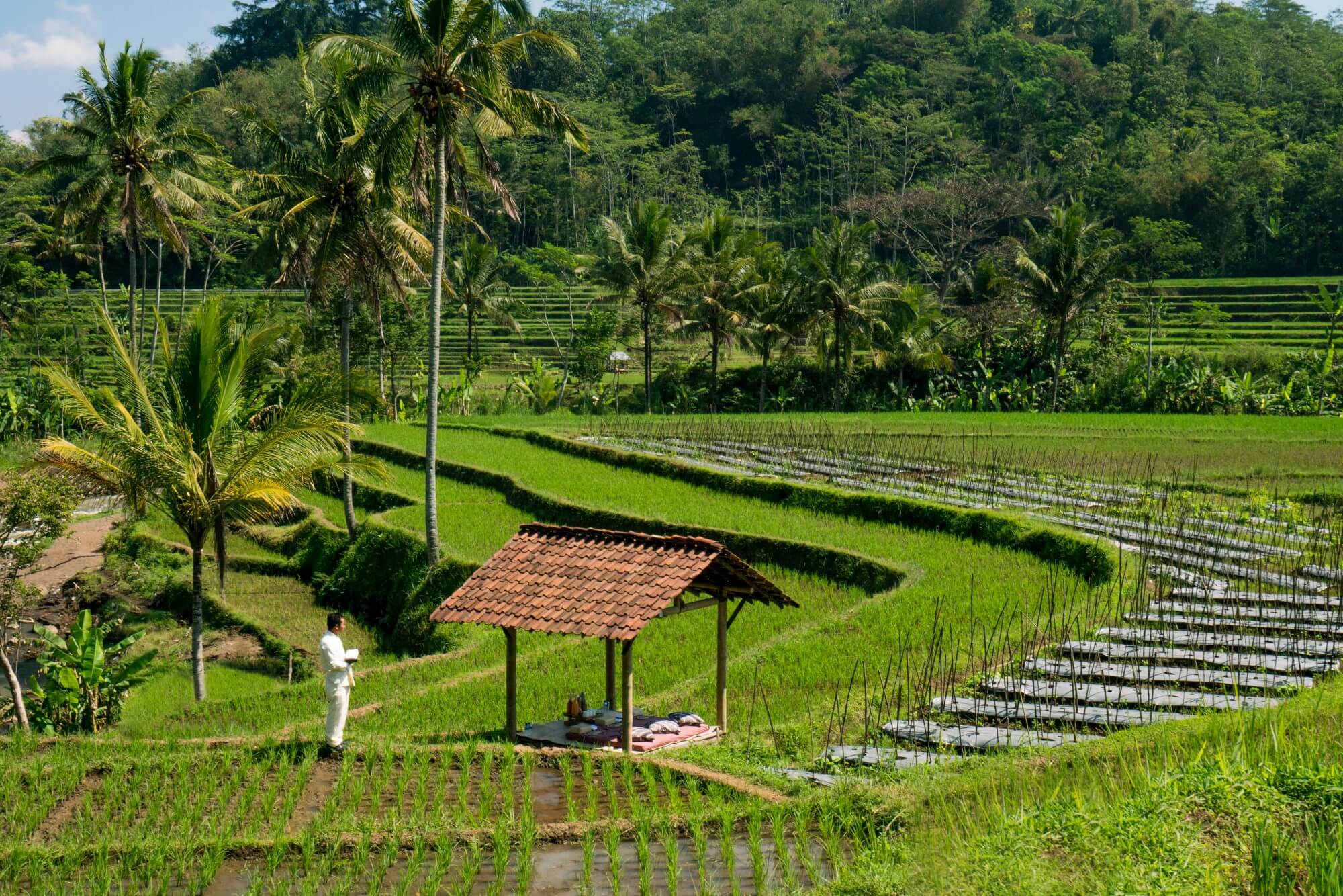 アマンジオ　Amanjiwo, Indonesia - Picnic in the Rice Fields