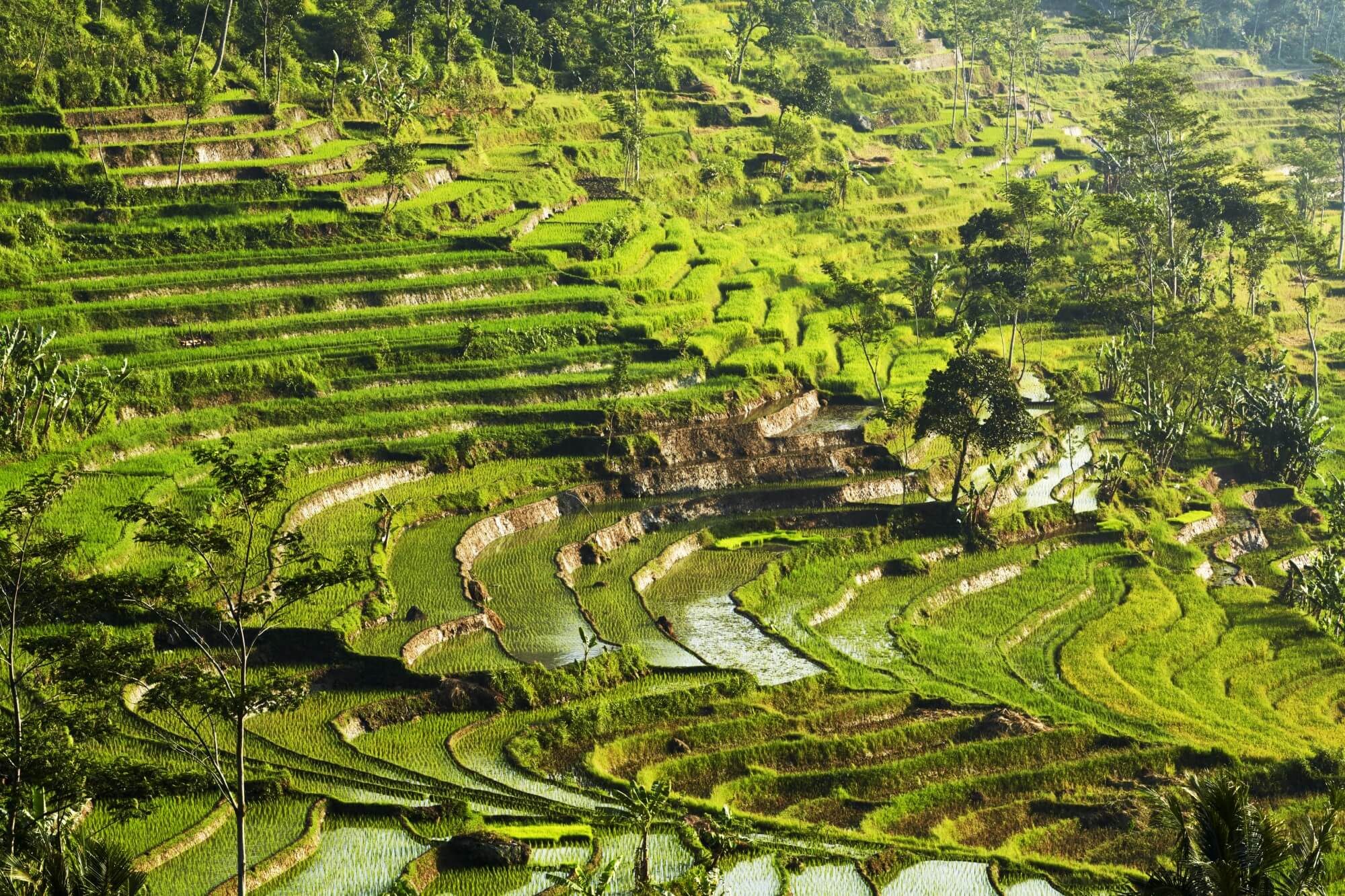 アマンジオ　Amanjiwo, Indonesia - Ricefields Selegriyo