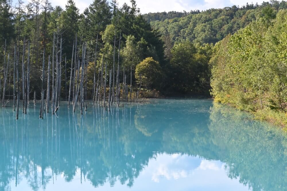 美瑛　青い池