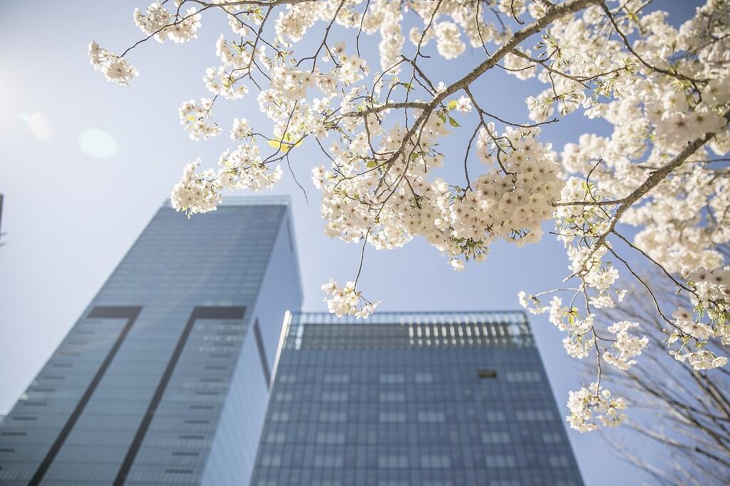 オークラ東京 Exterior Cherry Blossom